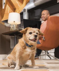 PetSafe® 100 Yard Remote Trainer Dog Collar -Schlage Shop 2530069 3