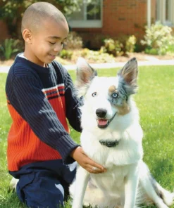 PetSafe® Extra Wireless Pet Fence Receiver Dog Collar -Schlage Shop IF 275WirelessCollarScene1