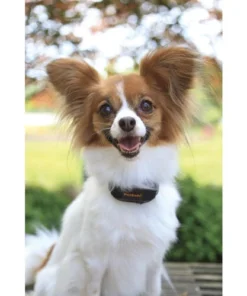 PetSafe® Vibration Bark Control Dog Collar -Schlage Shop PBC00 12789 PT02 1