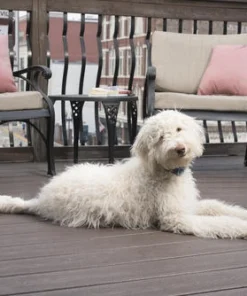 PetSafe® Lite Rechargeable Bark Dog Collar -Schlage Shop PBC00 16446 6