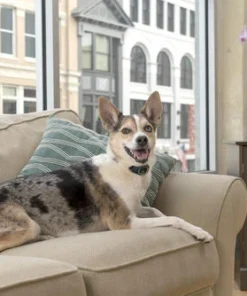 PetSafe® Lite Rechargeable Bark Dog Collar -Schlage Shop PBC00 16446 7