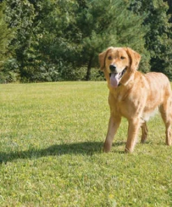 PetSafe® Wireless Pet Containment System -Schlage Shop PIF 300 4