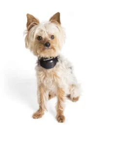 PetSafe® Stay & Play® Wireless Pet Containment System -Schlage Shop PIF00 12917 PT06