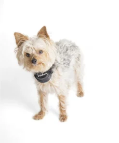 PetSafe® Stay & Play® Wireless Fence Rechargeable Receiver Dog Collar -Schlage Shop PIF00 14288 PT06